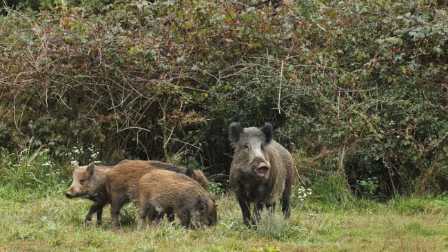 Ingen vildsvinsjakt med hund är tillåten i Blekinge förrän tidigast den 21 augusti.