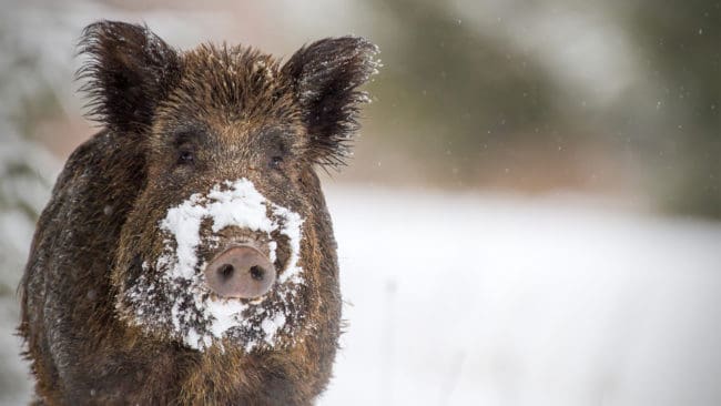 Forskarna blev mållösa över att se hur effektivt insekter som har sugit i sig blod med svinpest smittar om de äts av grisar.