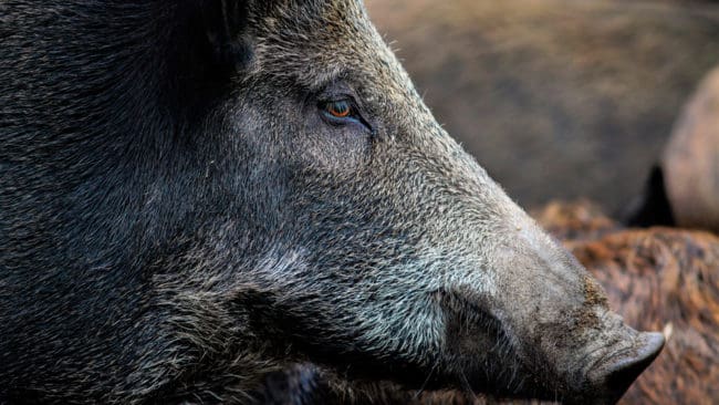 Två vildsvin med svinpest har konstaterats i Belgien nära gränsen till Frankrike. Därmed ska mer stängsel sättas upp och fler vildsvin skjutas.