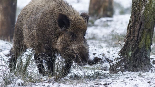 Jägare i Vallonien i Belgien anser att regeringens krav på att fälla 9 000 vildsvin på 60 dagar är absurt och oetiskt.