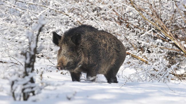 Enhetschef för avfall och avloppsanläggningar inom Östersunds kommun har kontaktats av många jägare som vill hjälpa till och fälla vildsvinet. (arkivbild)