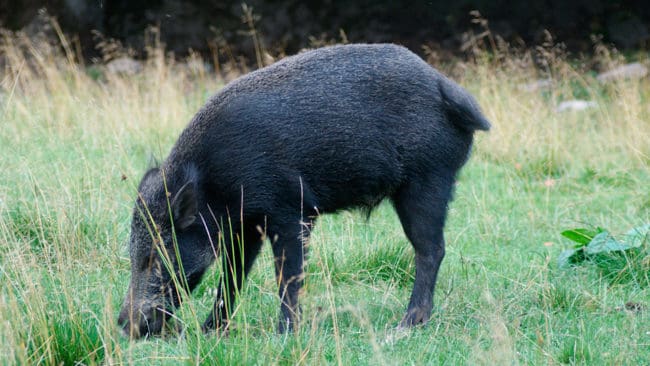 Pestsmittade vildsvin från Belgien ska hindras från att komma in till Luxemburg med hjälp av nio kilometer långt stängsel. Dessutom ska det jagas vildsvin i markerna mot gränsen.