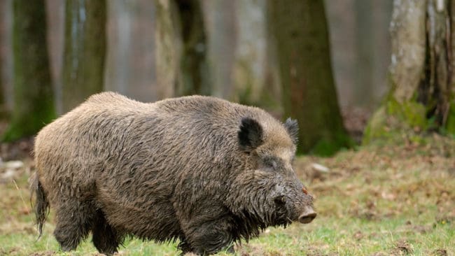 I avspärrade områden med svinpest i Europa görs försök att utrota vildsvinen, som kan sprida smittan till tamsvin. Jordbruksverket ska utreda vad som kan göras ytterligare för att hindra svinpesten från att nå Sverige.