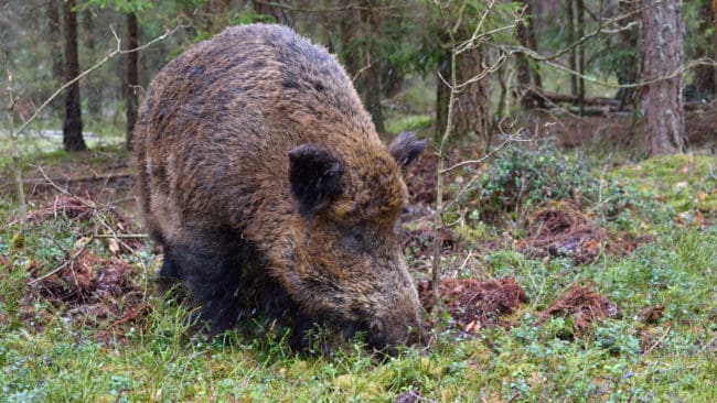 När vildsvinen bökar i marken får de i sig det radioaktiva ämnet cesium-137. Och människor som äter stora mängder vildsvinskött med för höga cesiumhalter riskerar att få cancer.