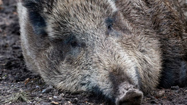 Utökad jakt på vildsvin i avgränsade zoner är en åtgärd i den svenska beredskapen om svinpest upptäcks hos vildsvin. Pesthotet gör att det blir ännu viktigare att börja övervaka vildsvinen enligt en ny nationell förvaltningsplan för vildsvin.