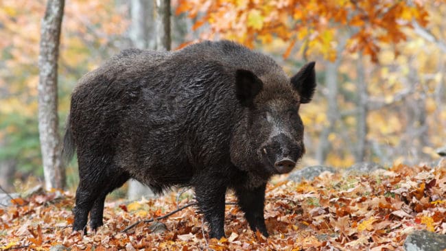Kommundirektören i Degerfors har stora problem med vildsvin som bökar i trädgården, men grannarna är upprörda över hur skyddsjakten bedrivs.