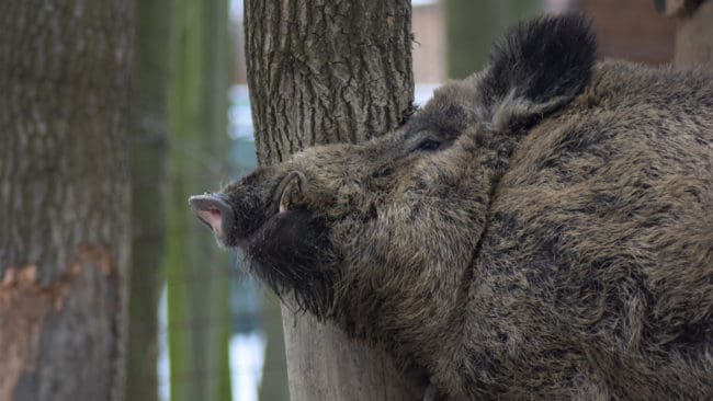 Kommundirektörens make är förvånad över namninsamlingen mot att han skulle skyddsjaga vildsvin på familjens villatomt, eftersom han bara hade fått positiva signaler från grannarna.