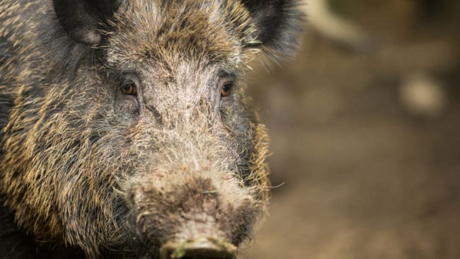 Mer än 15 vildsvin fälldes under dagen.