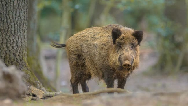 Vildsvin blir allt vanligare i tätortsnära områden.