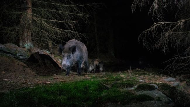 I mörkret sköt jägaren en liggande, högdräktig mjölkko i tron att det var ett vildsvin.
