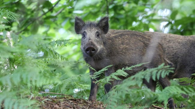 Det var en galt och en sugga på mellan 20 och 30 kilo som fälldes i Skråmträsk. (arkivbild)