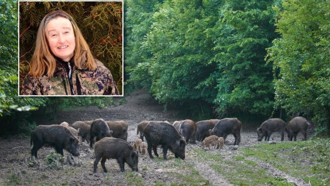 JRF:s förbundsordförande Solveig Larsson gläds åt att avskjutningsstatistiken visar att jägarna tar uppmaningen om att minska vildsvinsstammen på allvar.