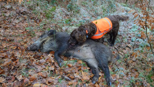 Jägarna får 50 euro (drygt 500 svenska kronor) i skottpengar för varje fällt vildsvin.