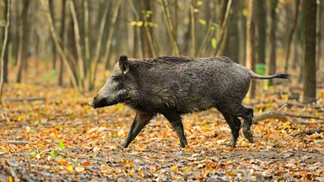 Tyska jägare varnas för svinpest, som sprids från vildsvin till tamgrisar.