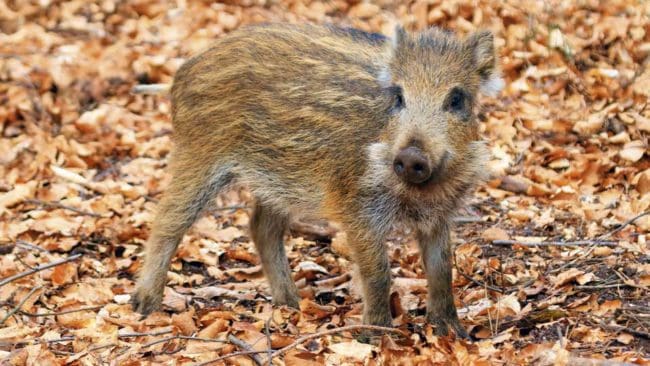 Det var en vildsvinskulting som låg död i en vägkant utanför Indal, norr om Sundsvall. Det är första gången en viltolycka med vildsvin rapporterats i trakten. (Arkivbild)