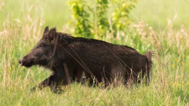Tyska jägare smittas oftare av hepatit E än de som bor i städer. Smittan tros komma från vildsvin.
