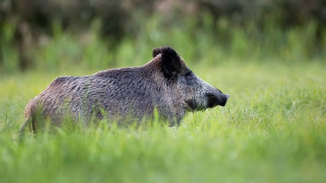 En tysk hund smittades av Aujeszkys sjukdom, även kallad pseudorabies, sannolikt av ett vildsvin.