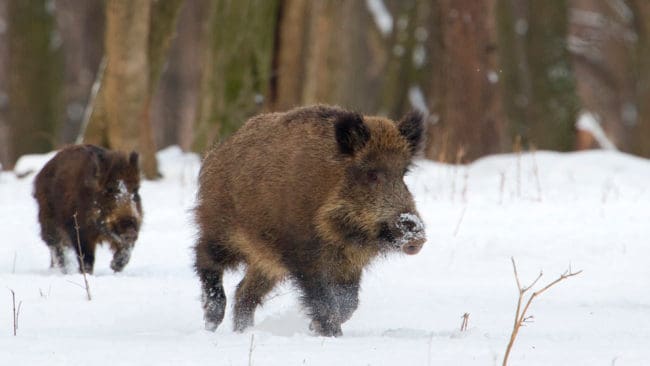 Det rapporterades om vildsvin som var alldeles för närgångna i Falköping. De avlivades av kommunjägaren. (Arkivbild)
