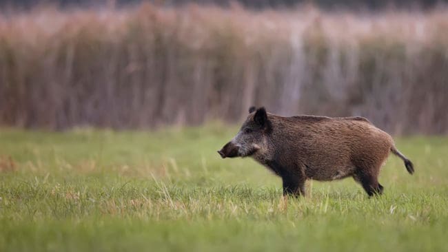 Lantbrukare och jägare i Värnamotrakten bråkar om vildsvinen.