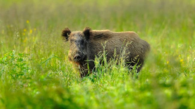 Vildsvin orsakar skador för en kvarts mijon årligen för en grisbonde i Karlskoga.