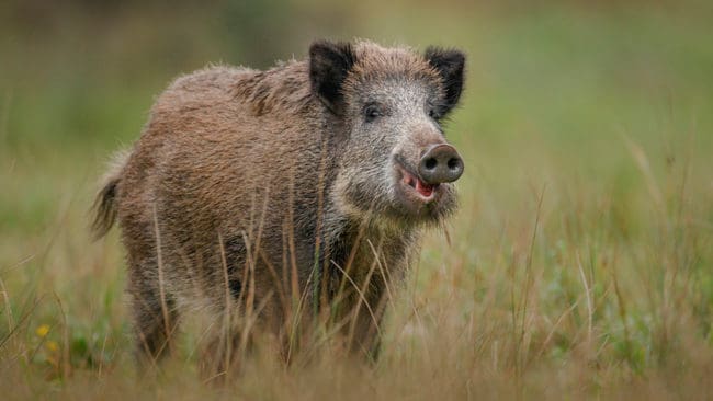 Ryska jägare ska få skottpengar för fällda vildsvin. Särskilt bra betalt blir det för dräktiga suggor. Syftet är att stoppa spridning av afrikansk svinpest.