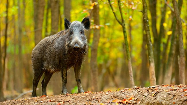 Jägarnas Riksförbund har svarat på en remiss från länsstyrelsen i Västmanlands län där de vill ha yttranden kring utformandet av vägledning för kommunal viltförvaltning, bland annat förvalning av vildsvin.