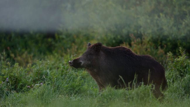 Mer än var tredje lantbrukare är drabbade av vildsvinsskador till ett värde av 660 miljoner per år.