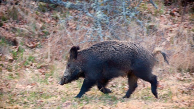 En jägare är polisanmäld för att inte ha gjort eftersök på ett påskjutet vildsvin.