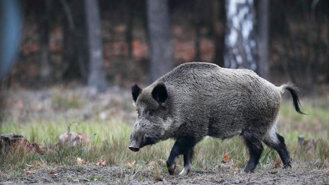 En lantbrukare utanför Mantorp har fått en femtedel av sin skörd uppbökad av vildsvin. Han tycker att vildsvinen inte är mycket annat än ett skadedjur och anser att ett ökat samarbete är ett måste för att få ner skadeverkningarna.