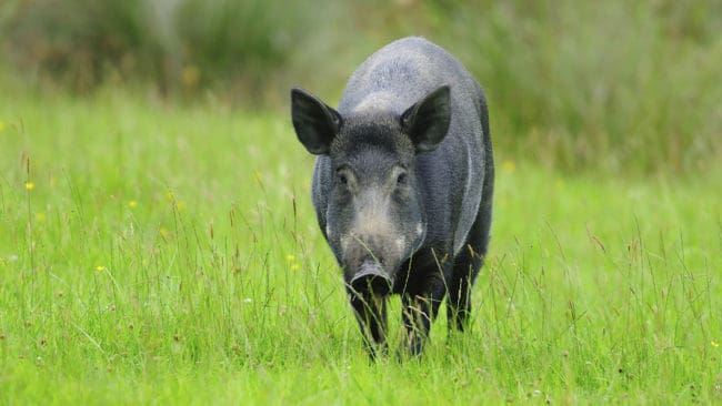 En ny viltbro över E18 i Värmland kan få vildsvinen att sprida sig i länet.