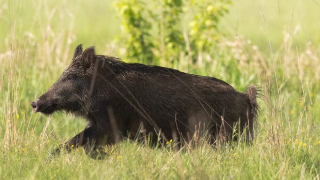 En tonåring ska ha attackerats av vildsvin vid Ronnaskolan strax före midnatt i går.