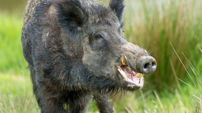 Ett berusat vildsvin härjade runt i en villaträdgård innan den däckade i källaren. Till slut fick jägare komma och avliva det. (Arkivbild)