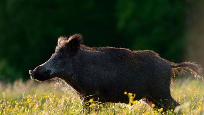 I den tyska delstaten Mecklenburg- Vorpommern ska det fällas ytterligare 20 000 vildsvin per år i ett försök att stoppa riskerna att vildsvin sprider svinpest från Polen.