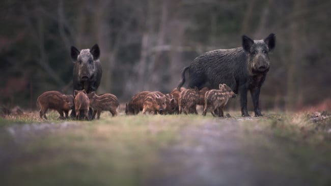 Tjeckiska polisens prickskyttar skjuter vildsvin för att stoppa spridning av den fruktade sjukdomen afrikansk svinpest.