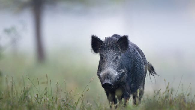 En polisanmälan har gjorts om misstänkt jaktbrott sedan ett vittne säger sig ha sett att en man stannade bilen och sköt ett vildsvin utanför Kristianstad.