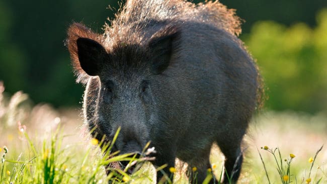 Belysning ska få användas vid begränsad nattjakt på vildsvin och det övervägs även att tillåta både fällfångst och nattsikten i kampanjen för att utrota vildsvin som kommer in i Danmark från Tyskland.