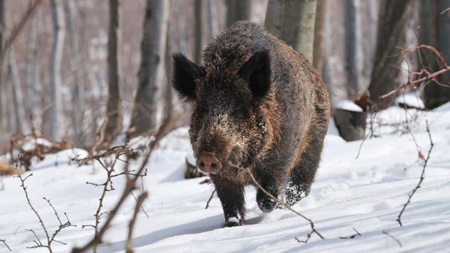 Marker har blivit förstörda och trädgårdar uppbökade. Förra året tog sig vildsvinen till och med in i centrala delar av Norrtälje. Men nu har den utökade jakten utanför tätorten börjat ge resultat.