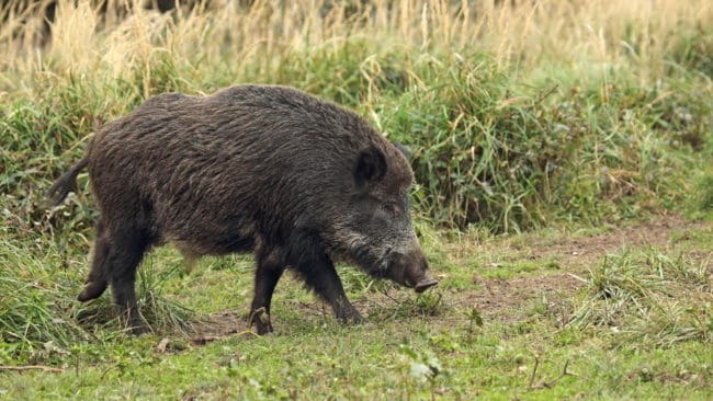 Man tror att det är en ensam galt som riskerar att förstöra viktiga naturvärden i Slottsskogen på Öland.