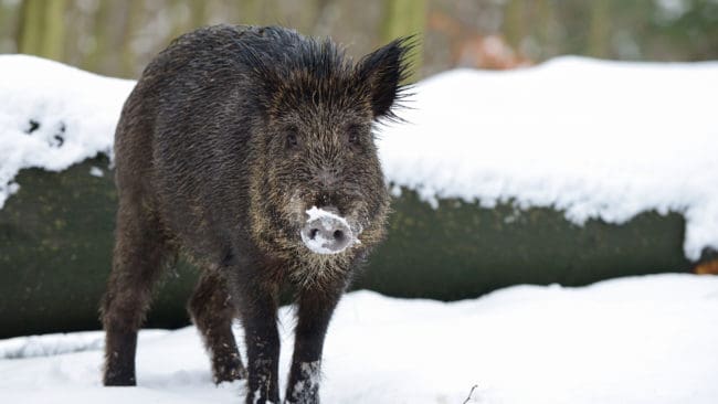 Flera människor har vittnat om stor vildsvinsaktivitet i Fagersta under den senaste tiden.