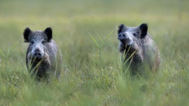 Ett dött vildsvin smittat med afrikansk svinpest påträffades den 20 april i norra Ungern.