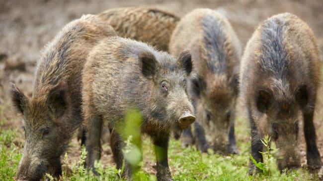 Det är väldigt effektivt att fånga vildsvin i fällor, tycker Robert Möller, jaktledare i Ekerö kommuns skyddsjaktslag.