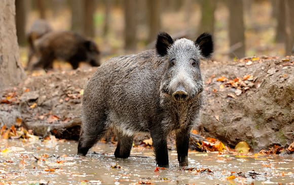 Afrikansk svinpest sprids bland annat via vildsvin. Smittan finns nu ganska n&auml;ra v&auml;stra Europa och orsakar oro hos veterin&auml;rer och myndigheter.