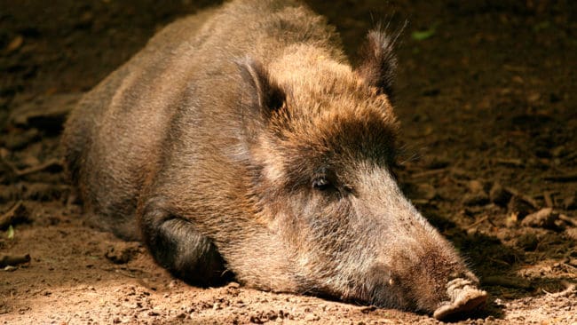 Minst 18 pestdrabbade vildsvin har hittats i ett område på 63 000 hektar i Belgien som spärrats av. Fram till 15 oktober råder jaktförbud i zonen. Sedan ska de cirka 2 500 vildsvinen utrotas på order av EU-kommissionen.