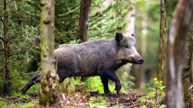Både i Tyskland och i Sverige agerar nu myndigheterna för att förebygga utbrott av den mycket dödliga sjukdomen afrikansk svinpest, som kommer allt närmare landsgränserna.