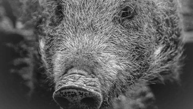 Under kort tid har flera vildsvin skjutits inom samma område i Jämtland. (Arkivbild)