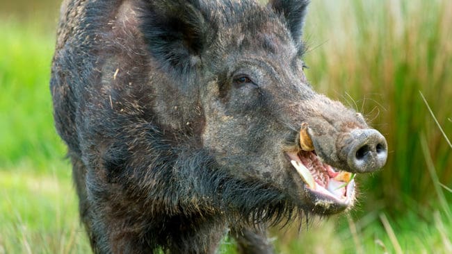 Vildsvin misstänks ha tagit lamm på öar i Listerby skärgård i Blekinge.