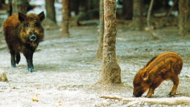 Randig kulting. Som nyfödd måste kultingen vistas i ett varmt bo för att överleva. Den förlorade UCP1-genen gör att vildsvin är det enda klövviltet som bygger bon.