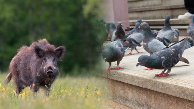Vilda djur som vildsvin och duvor har inte en naturlig plats i storstadsmiljö. I Stockholm sköter viltvårdare jakt, men gör det diskret.