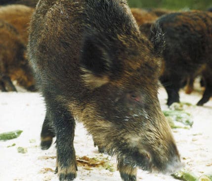 Två kilometer elstängsel strax innanför markgränsen ska hålla vildsvinen kvar på jaktmarken. Jaktgrannarna har hotat att polisanmäla arrendatorn som satt upp eltrådar.