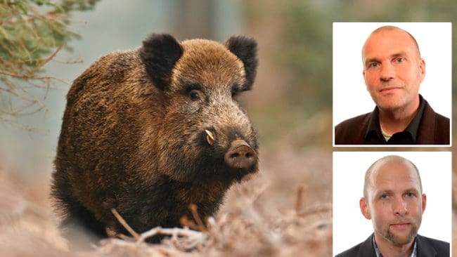 Sverigedemokraterna, genom Runar Filper och Anders Lundberg, tycker inte att ett förbud mot utfodring av vildsvin är rätt väg att gå.